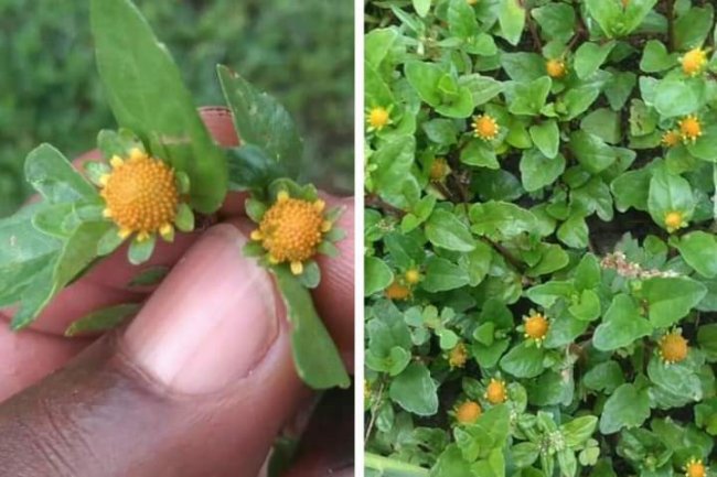 EFFECTIVE HERBAL REMEDY FOR ALL KINDS OF TOOTH & GUM ISSUES