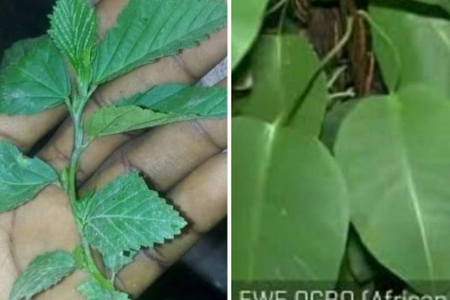 CURE FOR EDA (SPERM LEAKAGE AFTER INTERCOURSE..... (EWE OGBO)