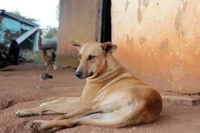 THE ONLY DOGS THAT MATTERS 