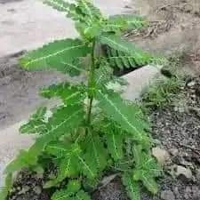 SEE HOW TO USE MORINGA LEAF, LEMON GRASS AND EYIN OLOBE TO CURE HEPATITIS B WITHIN 7 DAYSSEE HOW TO USE MORINGA LEAF, LEMON GRASS AND EYIN OLOBE TO CURE HEPATITIS B WITHIN 7 DAYS