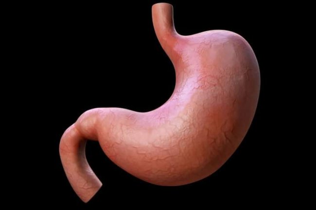 14 AMAZING FACTS ABOUT THE STOMACH 