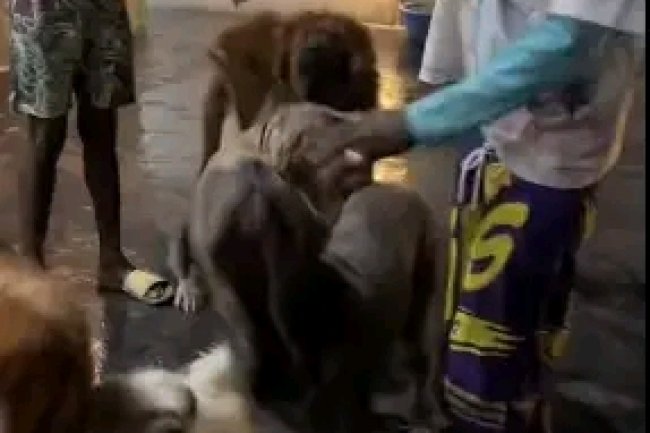 DOG OWNERS STORM NAIRA MARLEY'S RESIDENCE