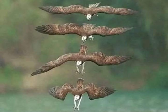 SEVEN PRINCIPLES OF THE EAGLE