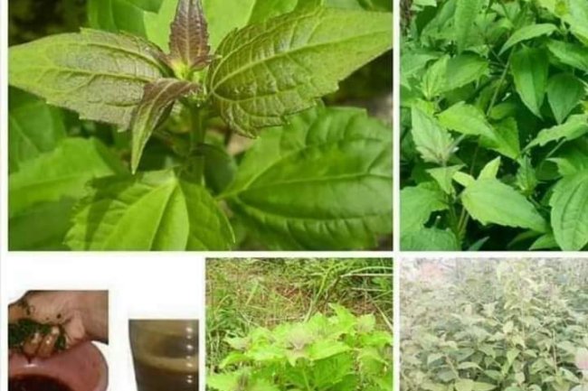 HEALING POWERS OF SIAM WEED (AWOLOWO LEAVES)