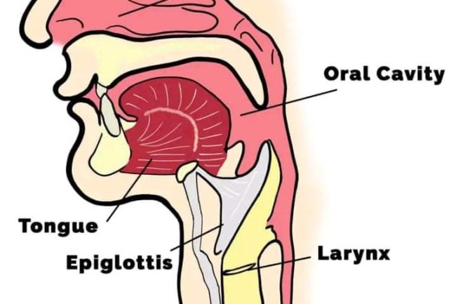 HOW DO YOU SING? UNDERSTAND HOW SINGING WORKS
