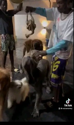 DOG OWNERS STORM NAIRA MARLEY'S RESIDENCE