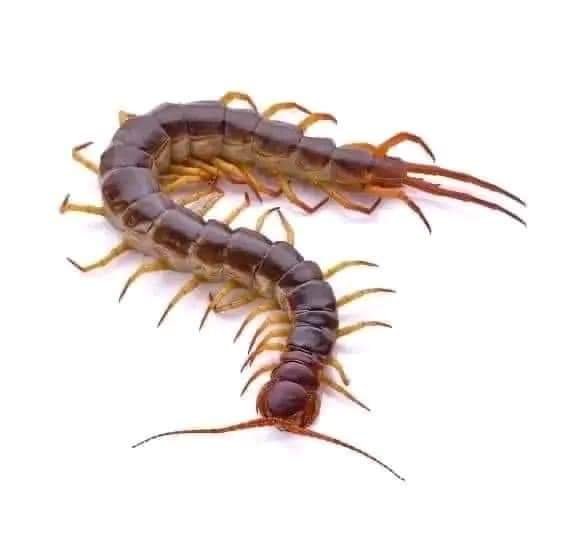 YOU SEE THIS CENTIPEDES IT IS MORE DANGEROUS THAN SNIPER! IT IS CAPABLE OF WIPING A WHOLE VILLAGE OUT! 