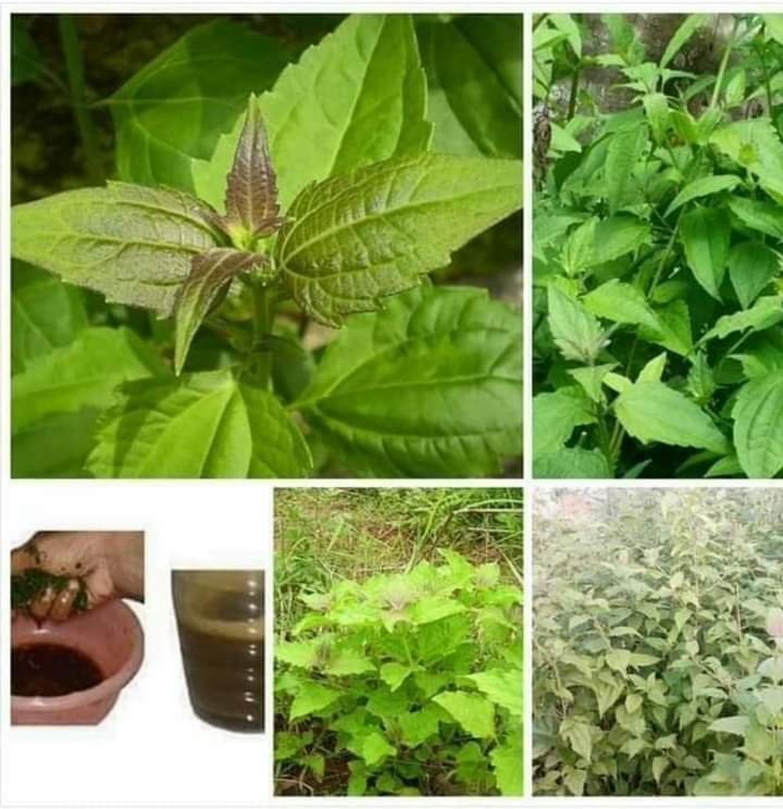 HEALING POWERS OF SIAM WEED (AWOLOWO LEAVES)