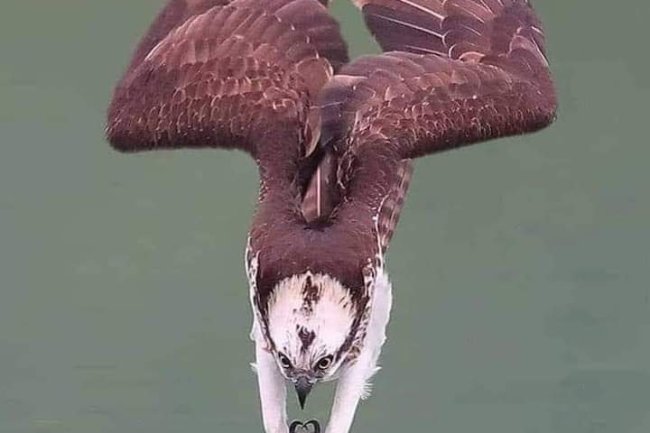 SIX (6) LEADERSHIP PRINCIPLES THAT WE CAN LEARN FROM AN EAGLE