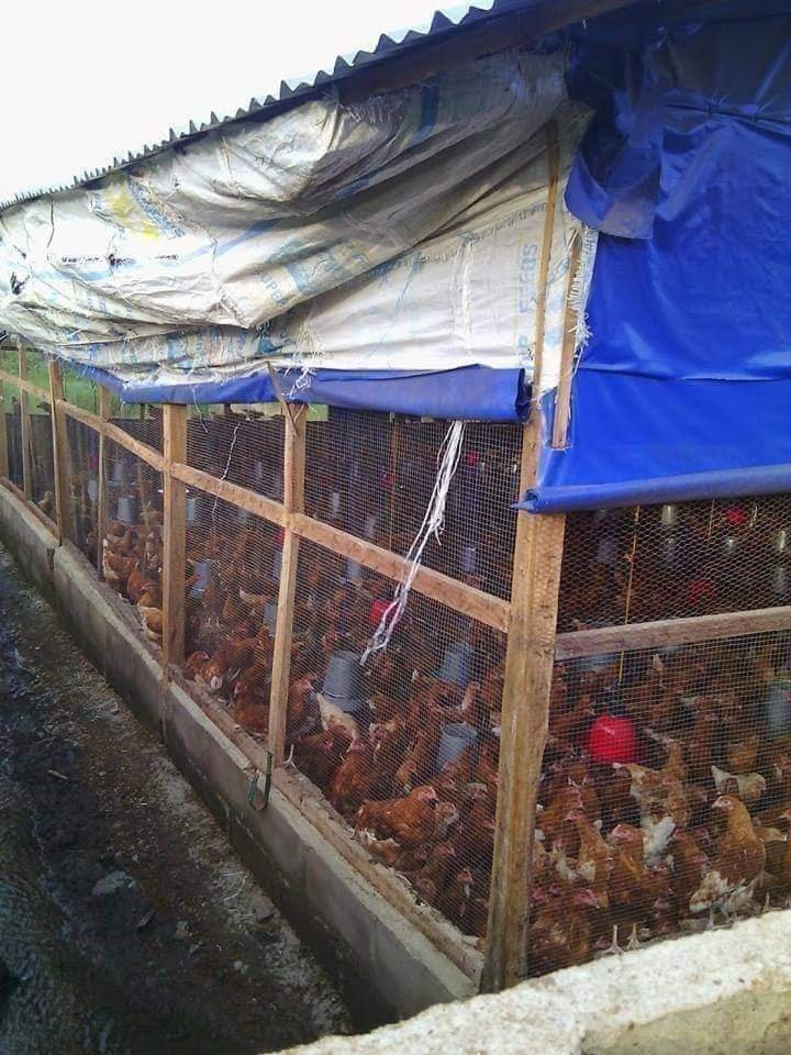 HOW TO CONSTRUCT A POULTRY HOUSE: