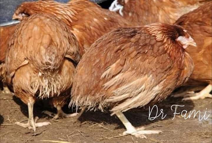 UNDERSTANDING COCCIDIOSIS IN THE POULTRY FARM: