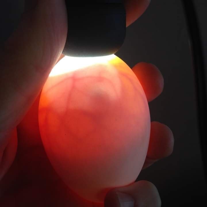 WHAT YOU NEED TO KNOW ON CANDLING AN EGG