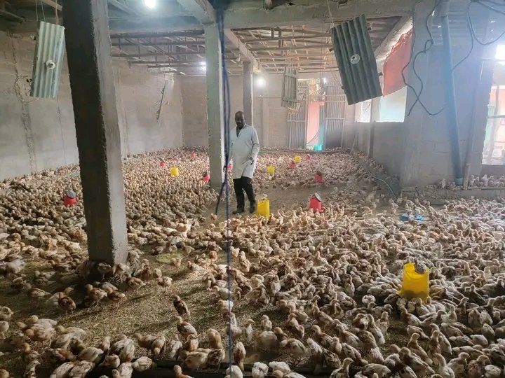 WHENEVER THINKING OF POULTRY FARMING, SEVEN THINGS YOU MUST NEED TO KNOW: