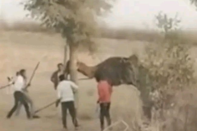 CAMEL BEATEN TO DEATH AFTER 'CHEWING' OWNER'S HEAD