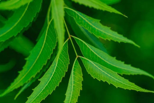 5 Side Effects of Neem Oil on Skin