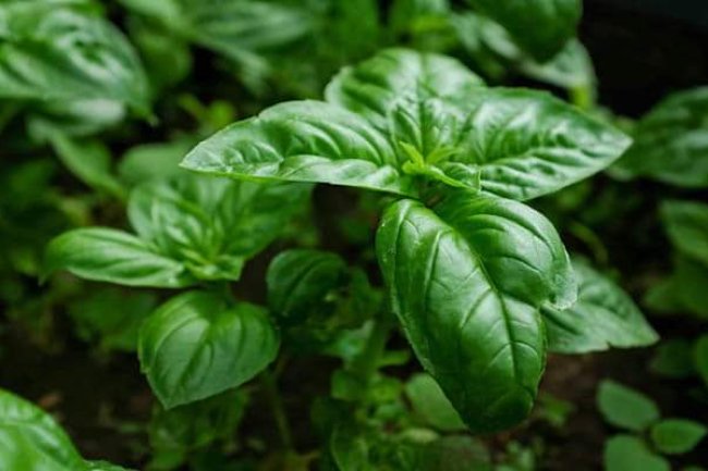 SPIRITUALITY: 15 MAGICAL PLANTS THAT ATTRACTS POSITIVITY AND HAPPINESS 