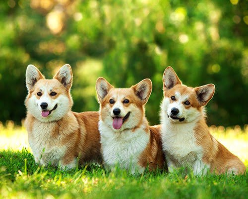 7 Amazing Wonders You Should Know About Corgis