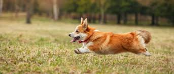 7 Amazing Wonders You Should Know About Corgis