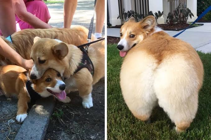 7 Amazing Wonders You Should Know About Corgis