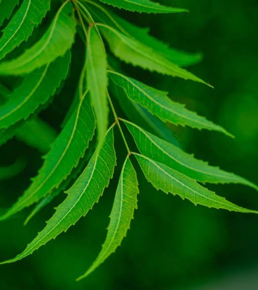 5 Side Effects of Neem Oil on Skin