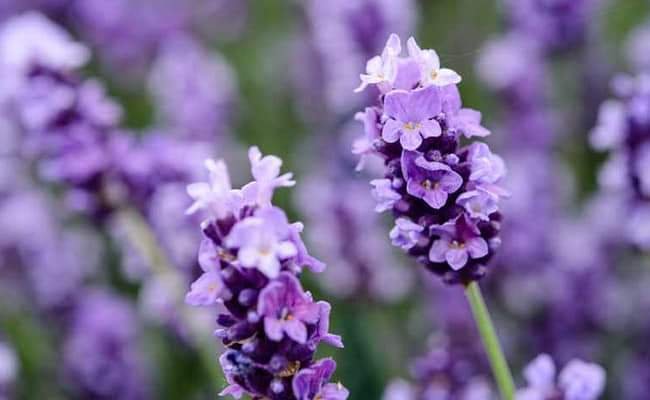 SPIRITUALITY: 15 MAGICAL PLANTS THAT ATTRACTS POSITIVITY AND HAPPINESS 