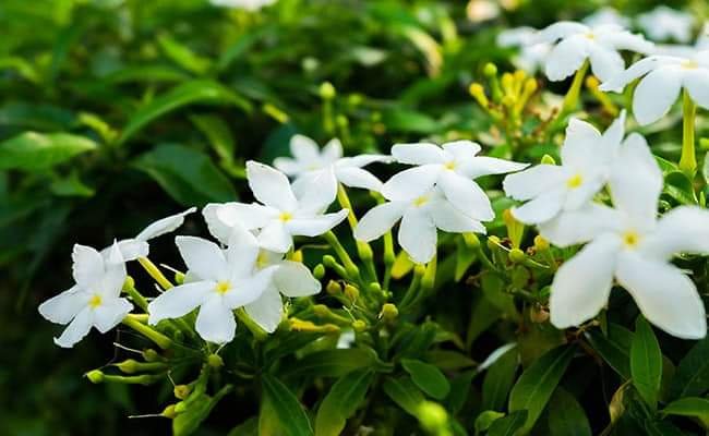 SPIRITUALITY: 15 MAGICAL PLANTS THAT ATTRACTS POSITIVITY AND HAPPINESS 