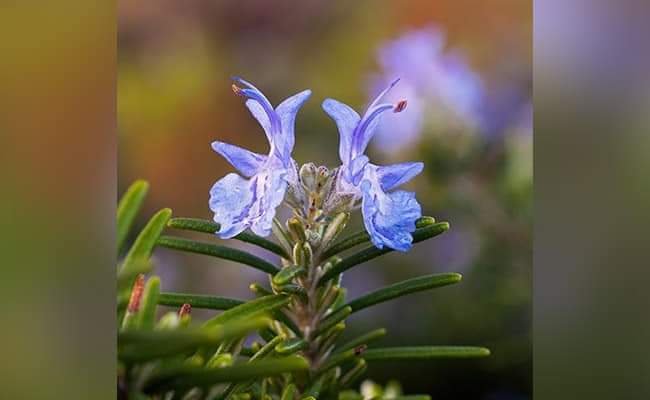 SPIRITUALITY: 15 MAGICAL PLANTS THAT ATTRACTS POSITIVITY AND HAPPINESS 