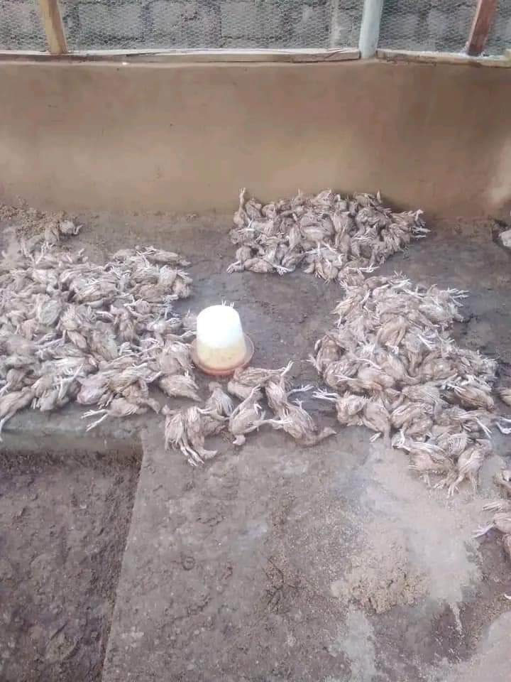 TEARS!!! PETER OBI’S SUPPORTER LOSES OVER 1 MILLION NAIRA WORTH OF BIRDS WHILE TRYING TO DELIVER HIS POLLING UNIT (PHOTOS) 