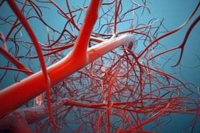 ANATOMY: UNDERSTANDING YOUR VEINS AND THE VENOUS SYSTEM 