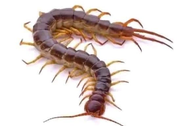 YOU SEE THIS CENTIPEDES IT IS MORE DANGEROUS THAN SNIPER!