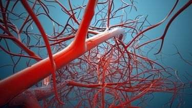 ANATOMY: UNDERSTANDING YOUR VEINS AND THE VENOUS SYSTEM 