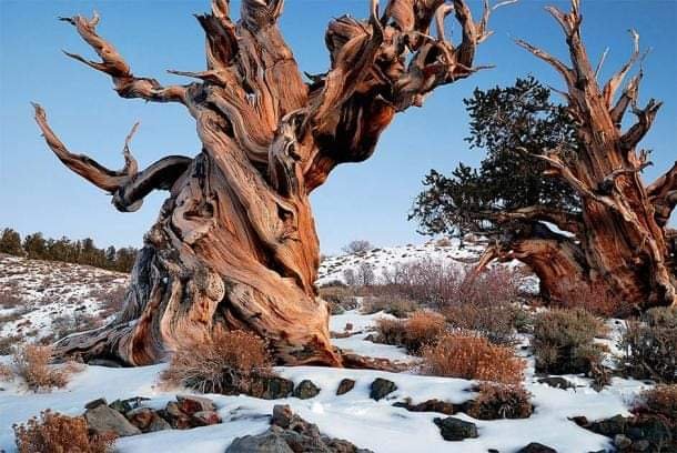 MEET METHUSELAH, THE OLDEST LIVING TREE ON EARTH 