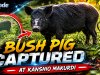 BUSH PIG CAPTURED AT KANSHIO MAKURDI
