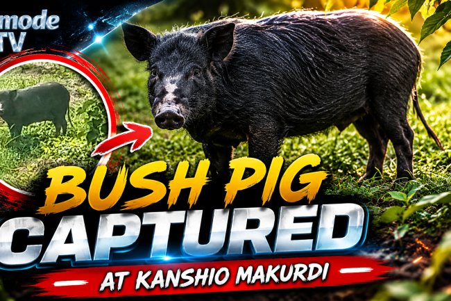 BUSH PIG CAPTURED AT KANSHIO MAKURDI