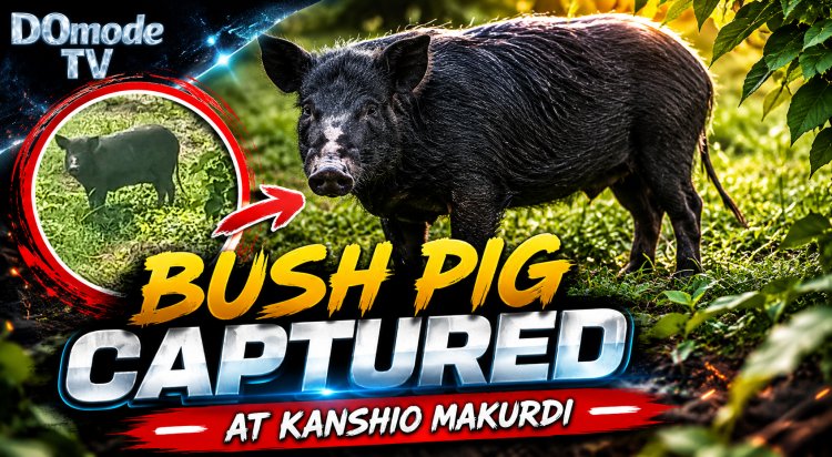 BUSH PIG CAPTURED AT KANSHIO MAKURDI