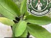 30 IMPORTANCE OF MIRACLE LEAF