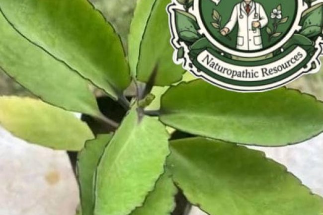 30 IMPORTANCE OF MIRACLE LEAF