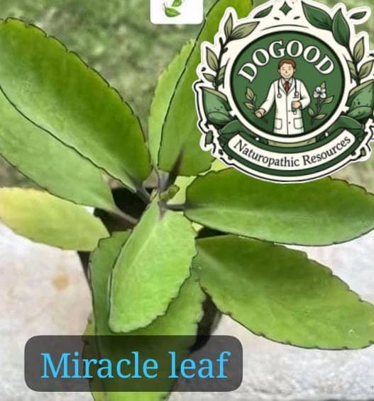 30 IMPORTANCE OF MIRACLE LEAF